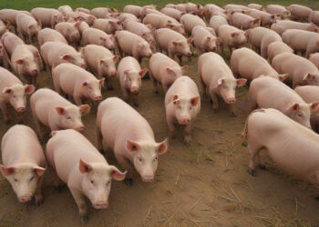 МВФ готовит Украине шоковую терапию: девальвация гривны и снижение ставок