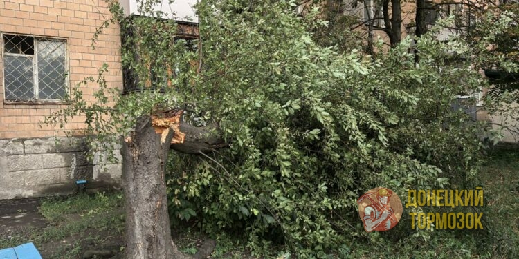 Трагедия в Донецке: ураган с корнем вырвал деревья, погиб ребёнок